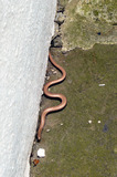 P1020711 Slowworm on concrete